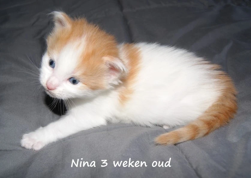 Nina